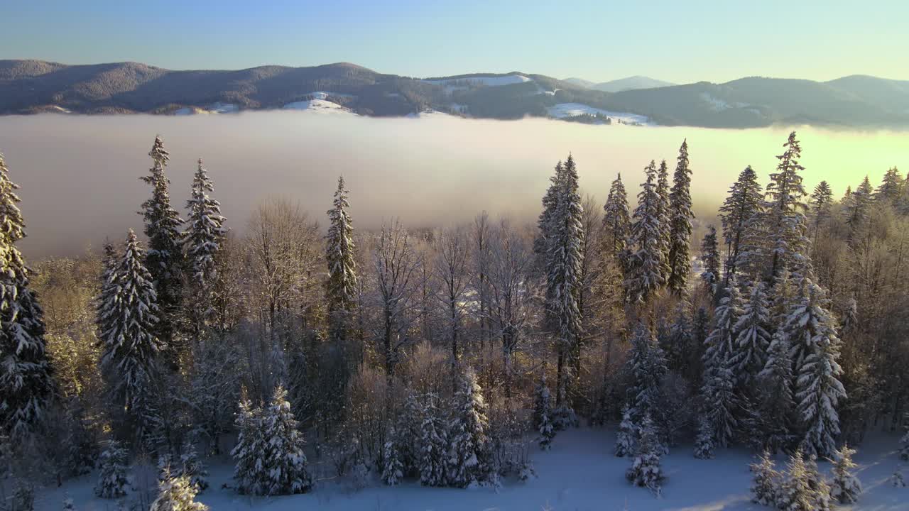 令人惊叹的冬季景观与松树的雪覆盖森林在寒冷的雾山在日出。视频素材