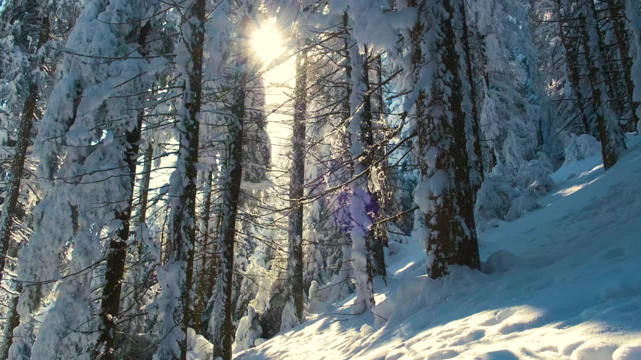 在寒冷明亮的冬日，高山森林里的大雪中，高大的常绿松树在狂风中摇摆。视频素材