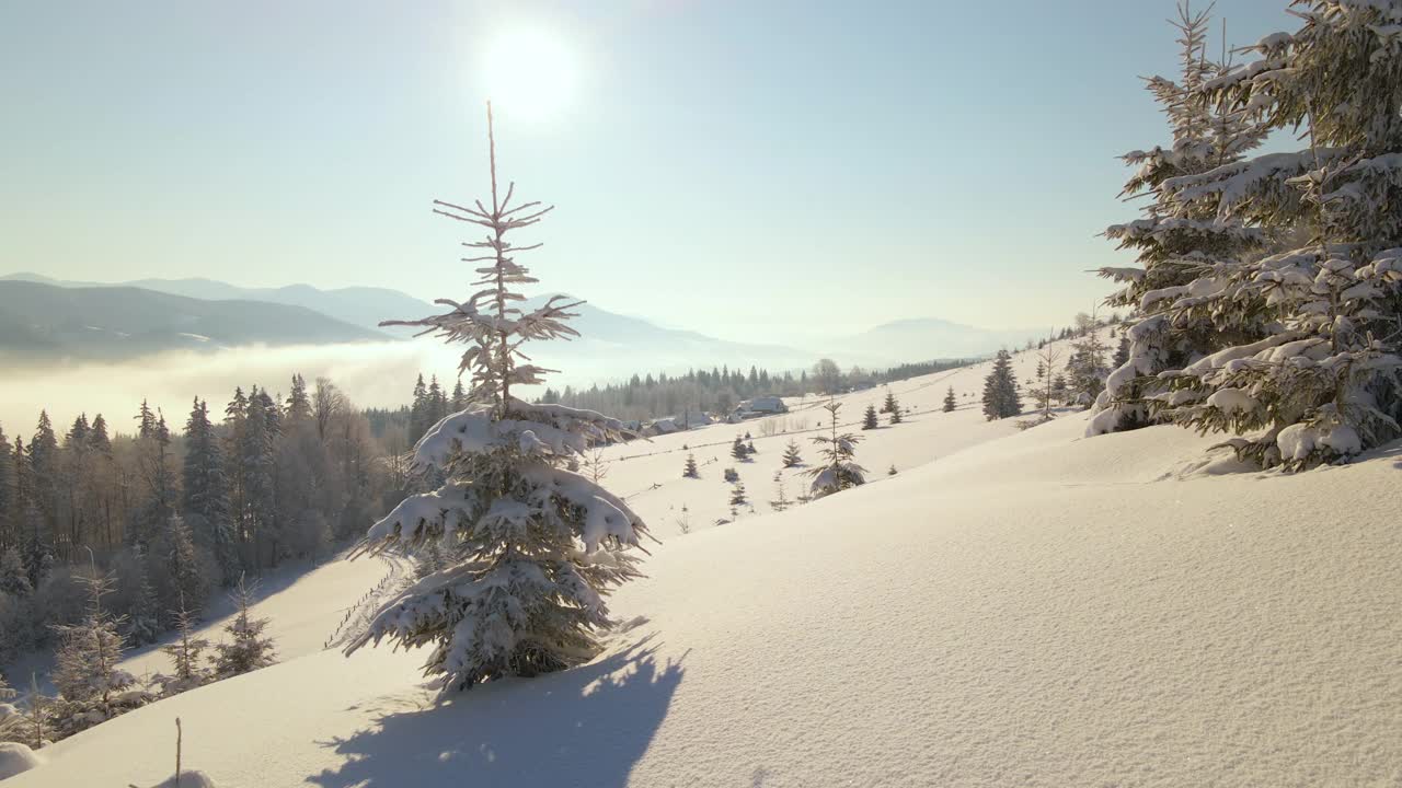 令人惊叹的冬季景观与松树的雪覆盖森林在寒冷的雾山在日出。视频素材