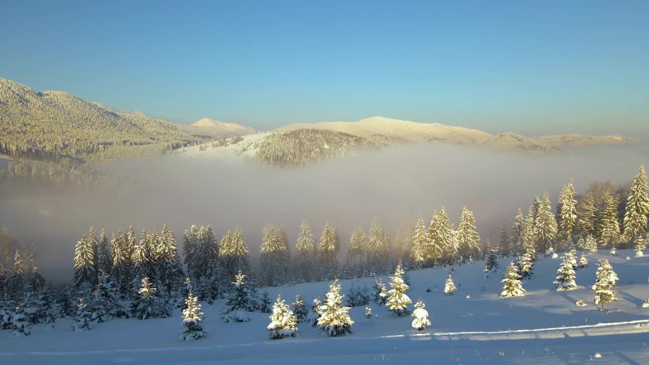 令人惊叹的冬季景观与松树的雪覆盖森林在寒冷的雾山在日出。视频素材