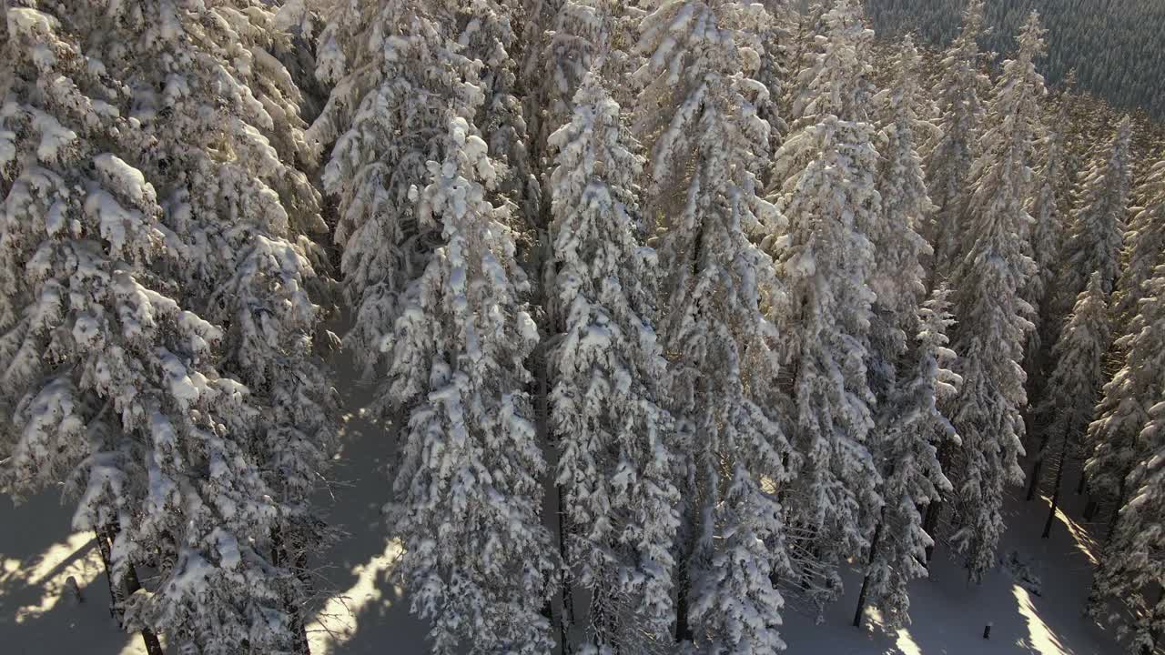 鸟瞰图高大的松树覆盖着刚落下的雪在冬季的山林寒冷明亮的一天。视频素材