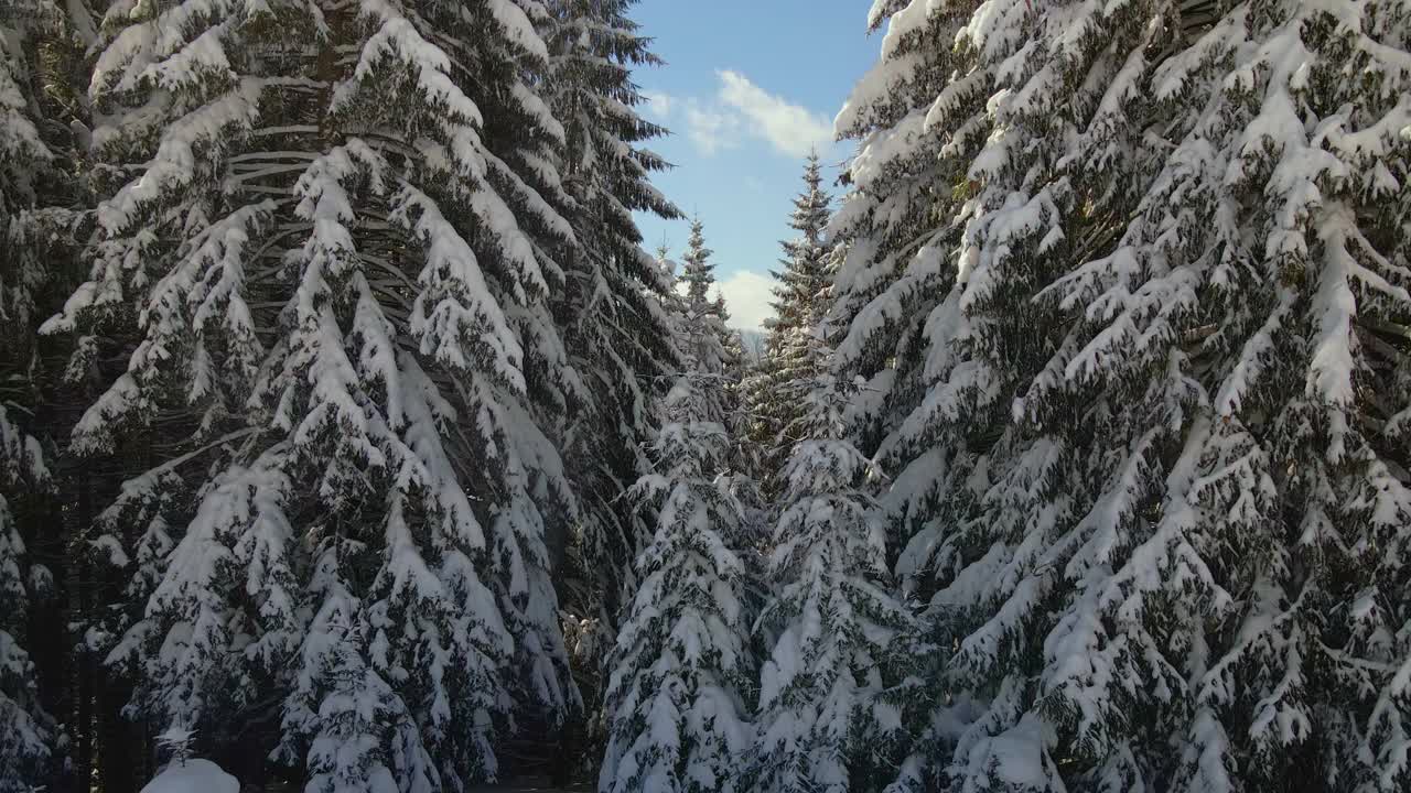 鸟瞰图高大的松树覆盖着刚落下的雪在冬季的山林寒冷明亮的一天。视频素材