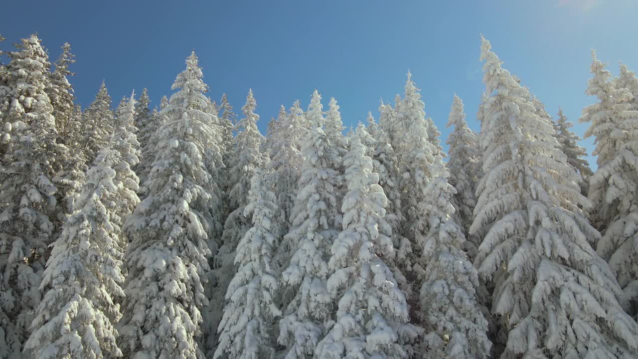 在寒冷明亮的冬日，高大的松树覆盖着刚落下的雪。视频素材