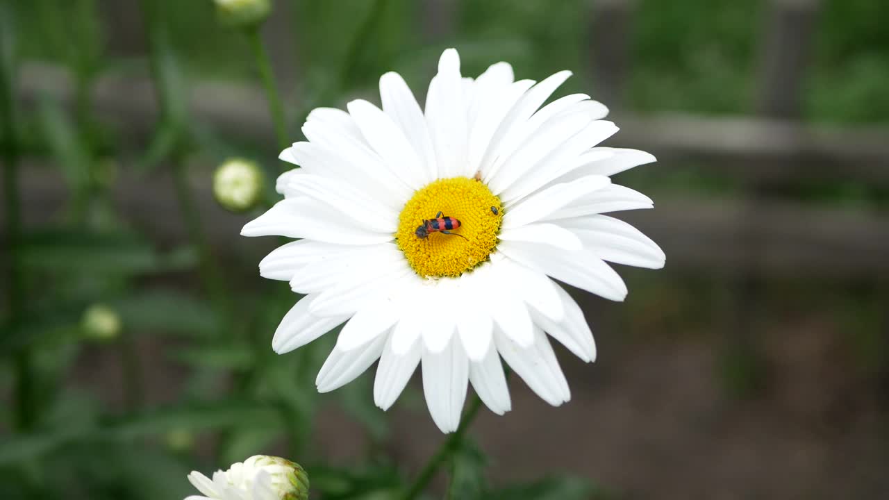 鲜艳的条纹蜜蜂甲虫在花甘菊。特写镜头。Trichodes apiarius视频素材