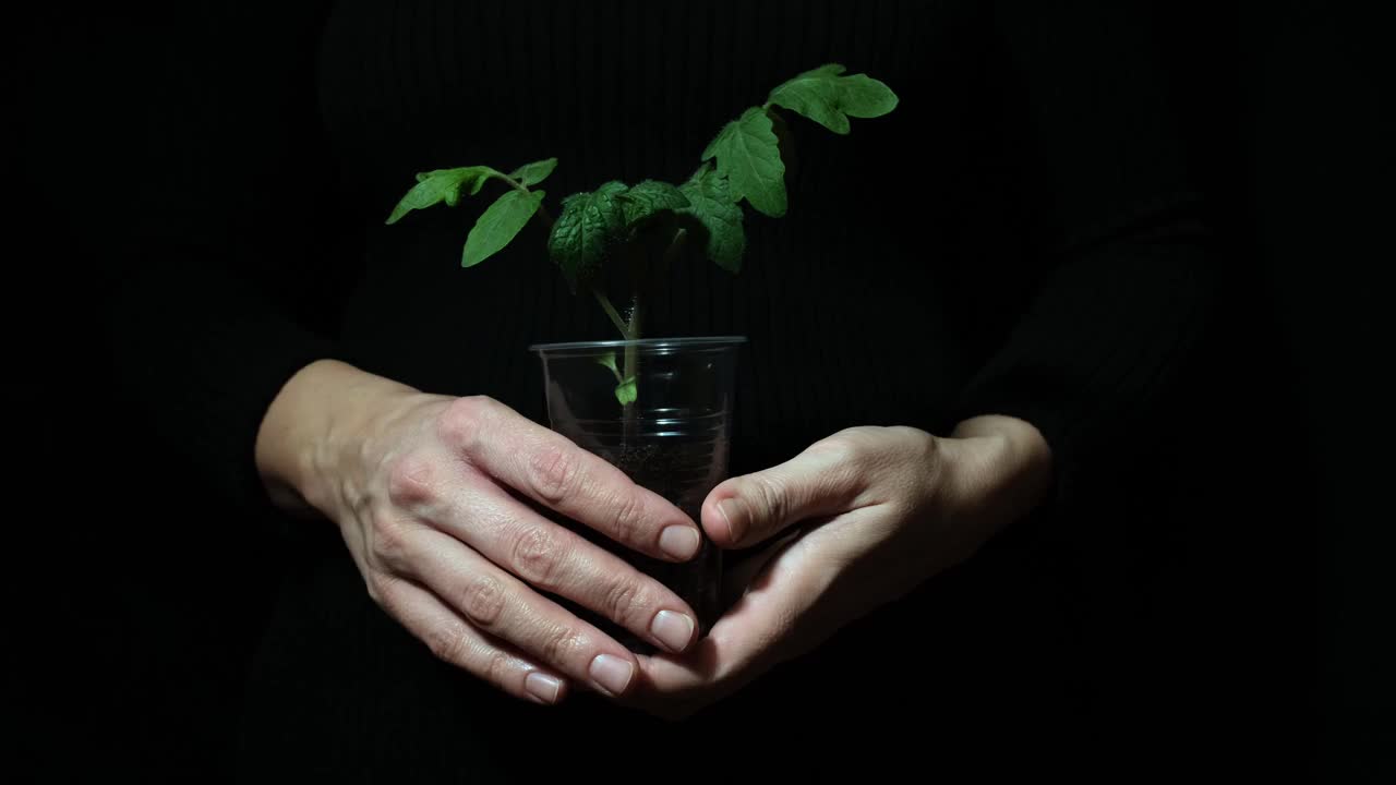 人的双手捧着一株绿色的番茄幼苗，在黑色的背景下种植，环保生态生活，有机食品的种植理念视频素材