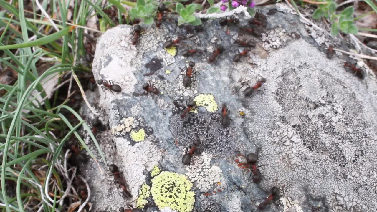 蚂蚁在蚁丘附近的草地上视频素材