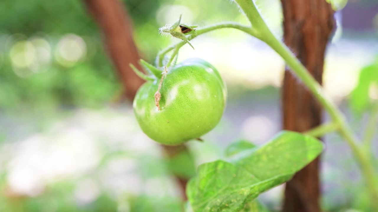 关闭绿色番茄植物生长在温室视频素材