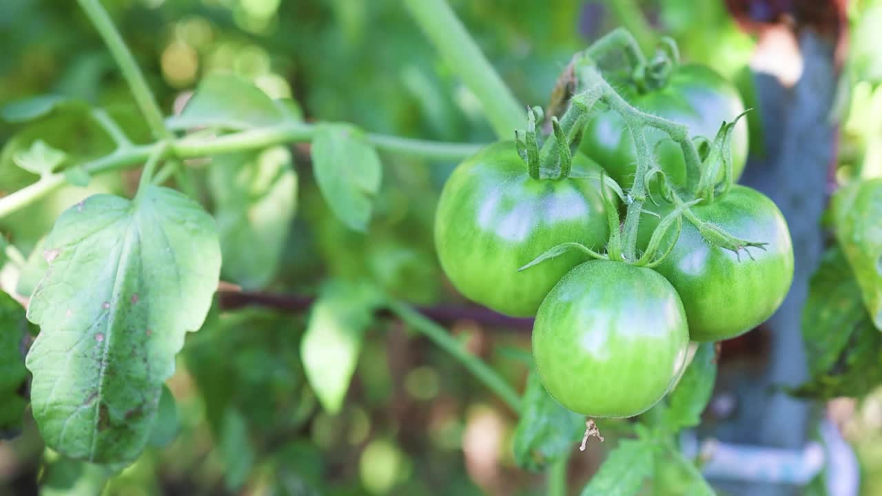 关闭绿色番茄植物生长在温室视频素材