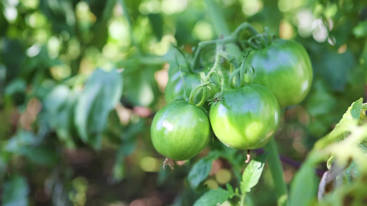 关闭绿色番茄植物生长在温室。番茄种植视频素材