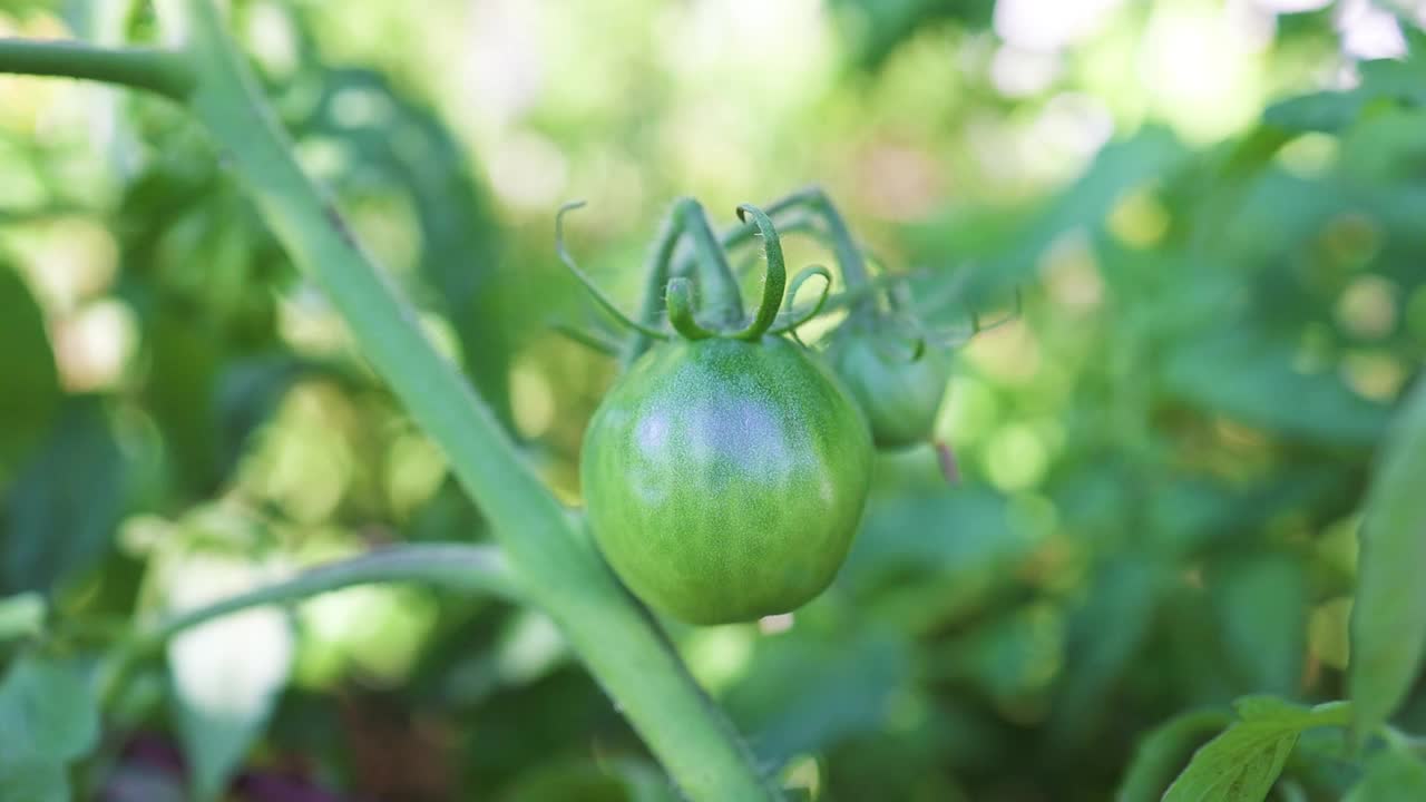 关闭绿色番茄植物生长在温室。健康的素食。视频素材