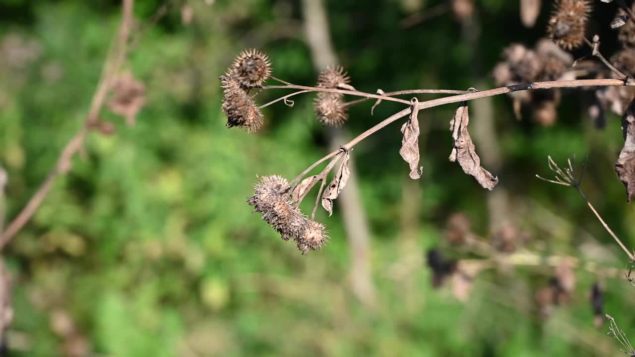 成熟的牛蒡种子在秋天的风里。视频全景运动摄影机视频素材