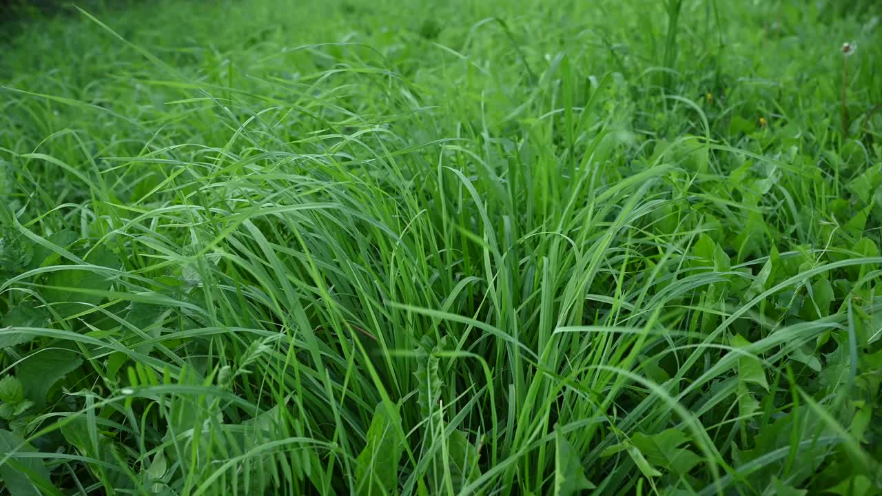 风中多汁的绿草的背景。静态摄像机的视频。视频下载