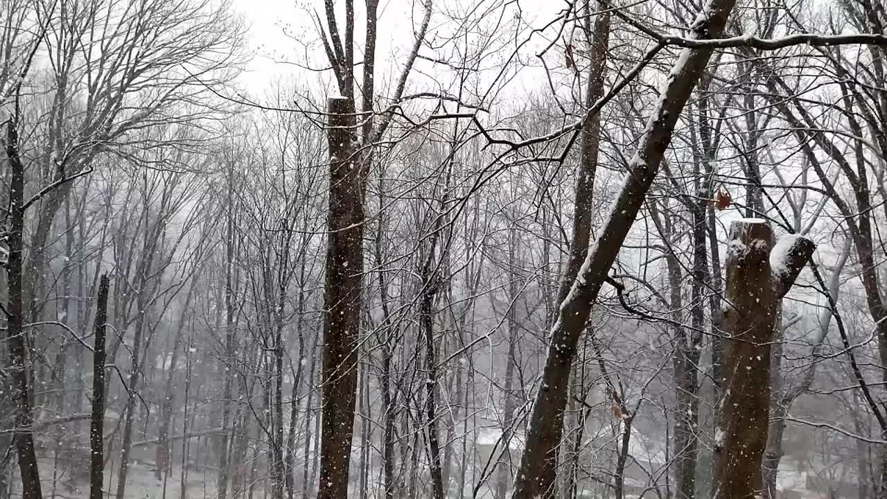 漫步在白雪皑皑的雾蒙蒙的树林，侧视视频素材