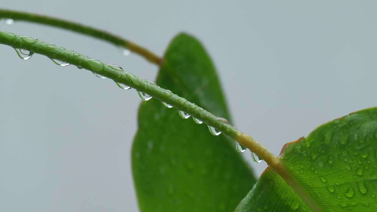 潮湿的绿叶上有雨滴和露珠在雨中飘动。视频素材