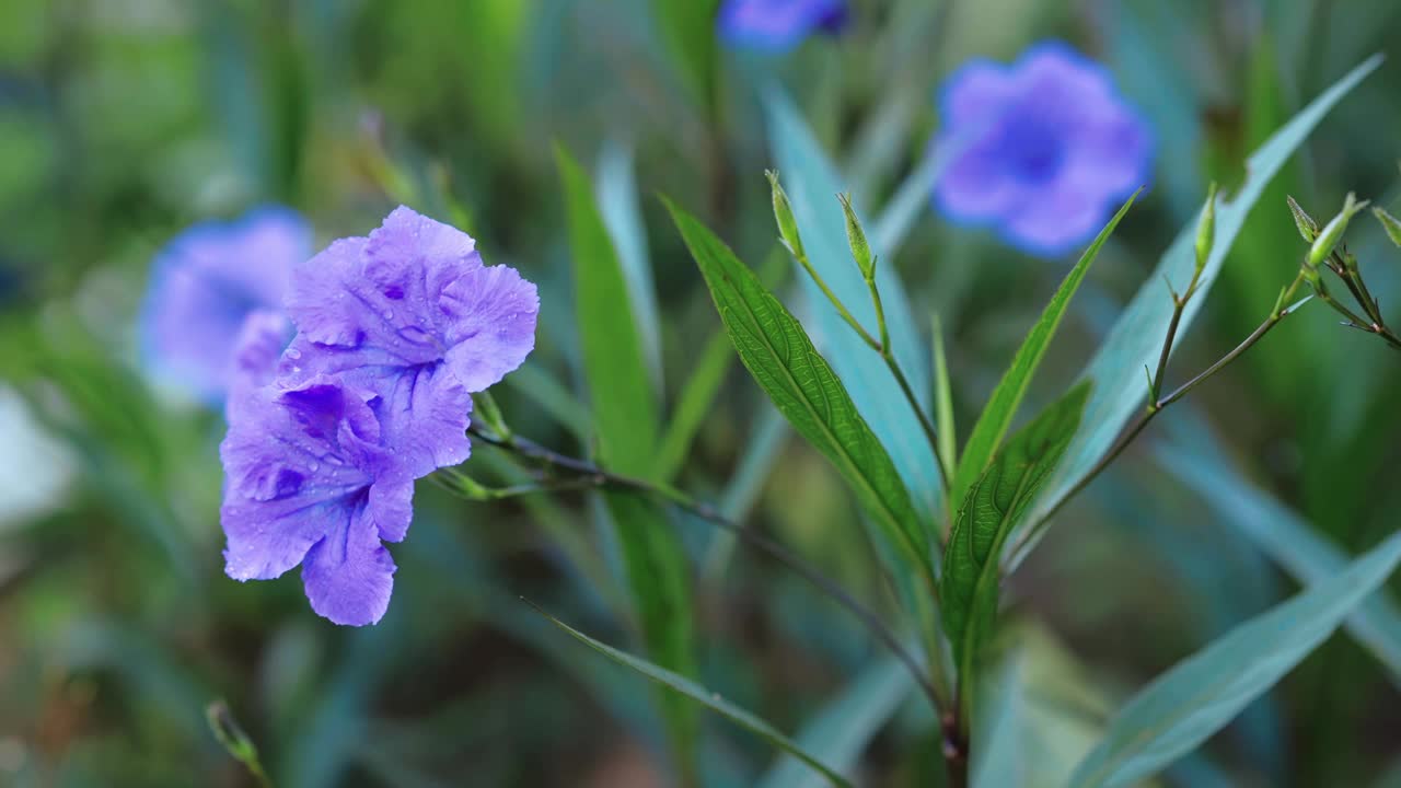 花园里盛开着三色紫罗兰色的花朵。视频素材