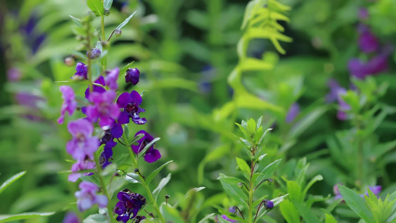 花园里盛开着三色紫罗兰色的花朵。视频素材