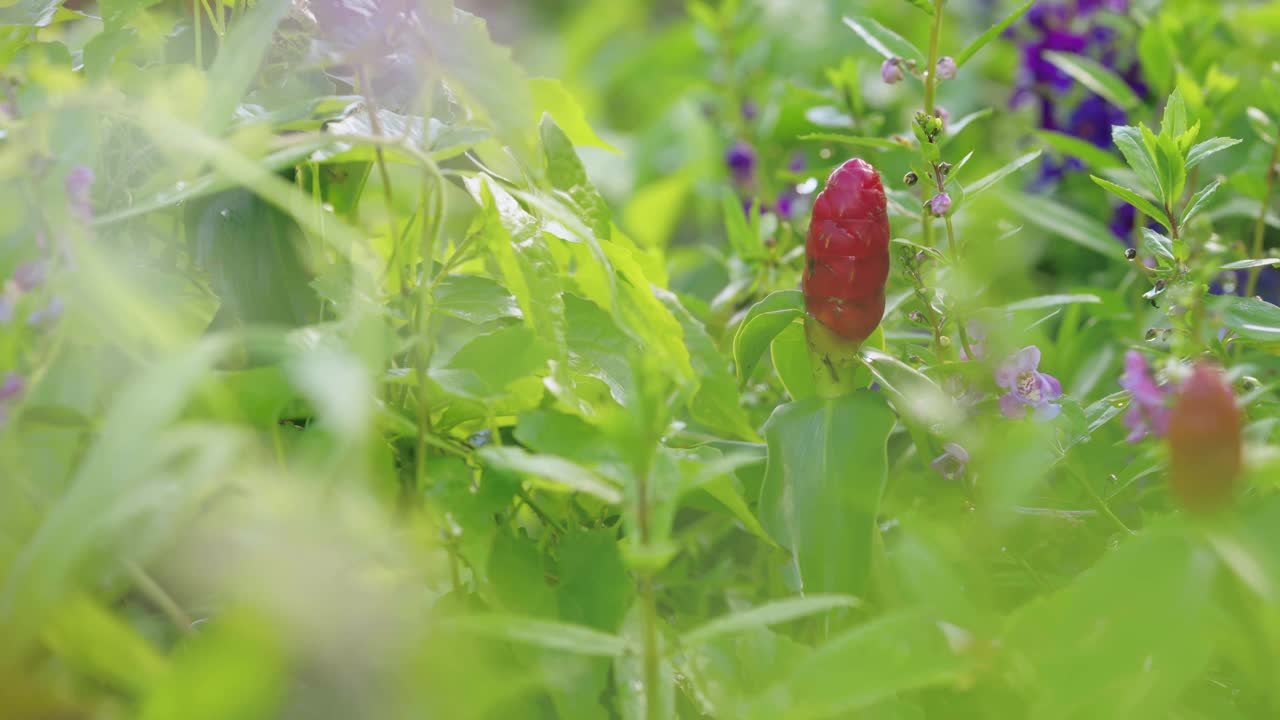 花园里盛开着三色紫罗兰色的花朵。视频素材