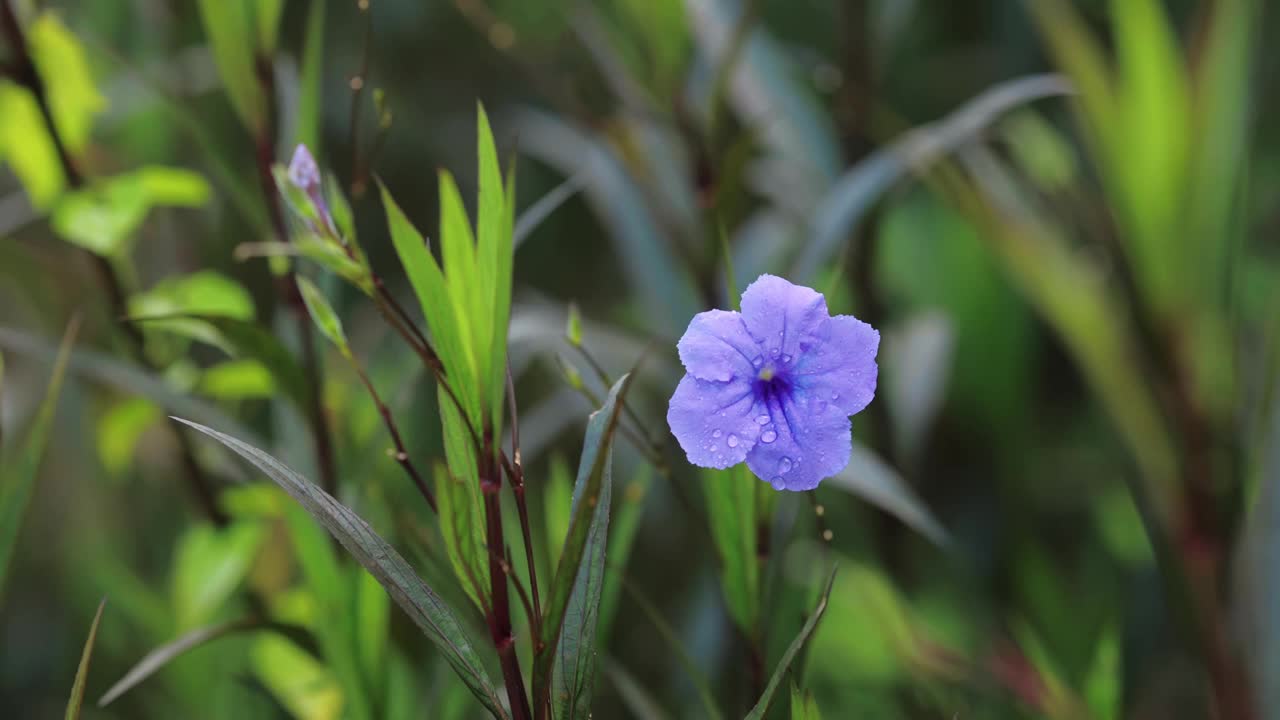 花园里盛开着三色紫罗兰色的花朵。视频素材