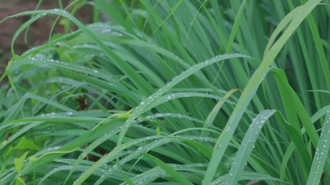 绿草和晨露视频素材