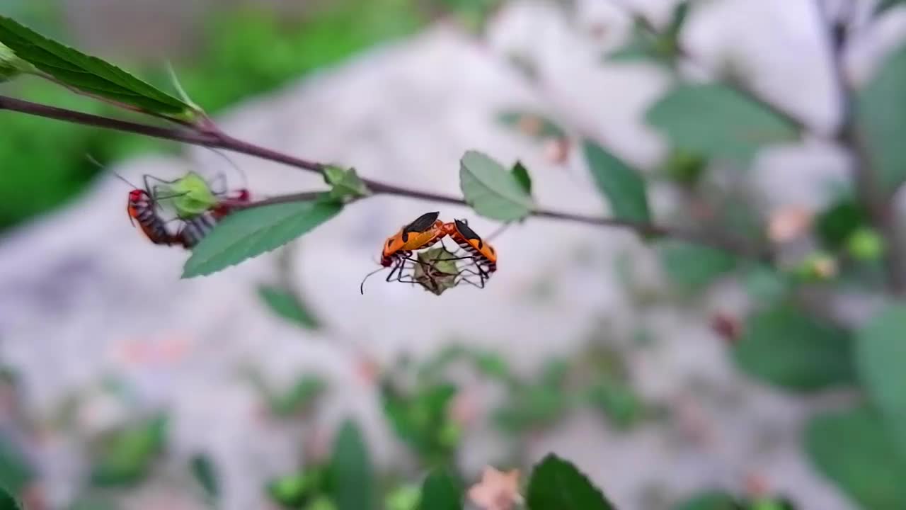 heteroptid昆虫繁殖视频素材