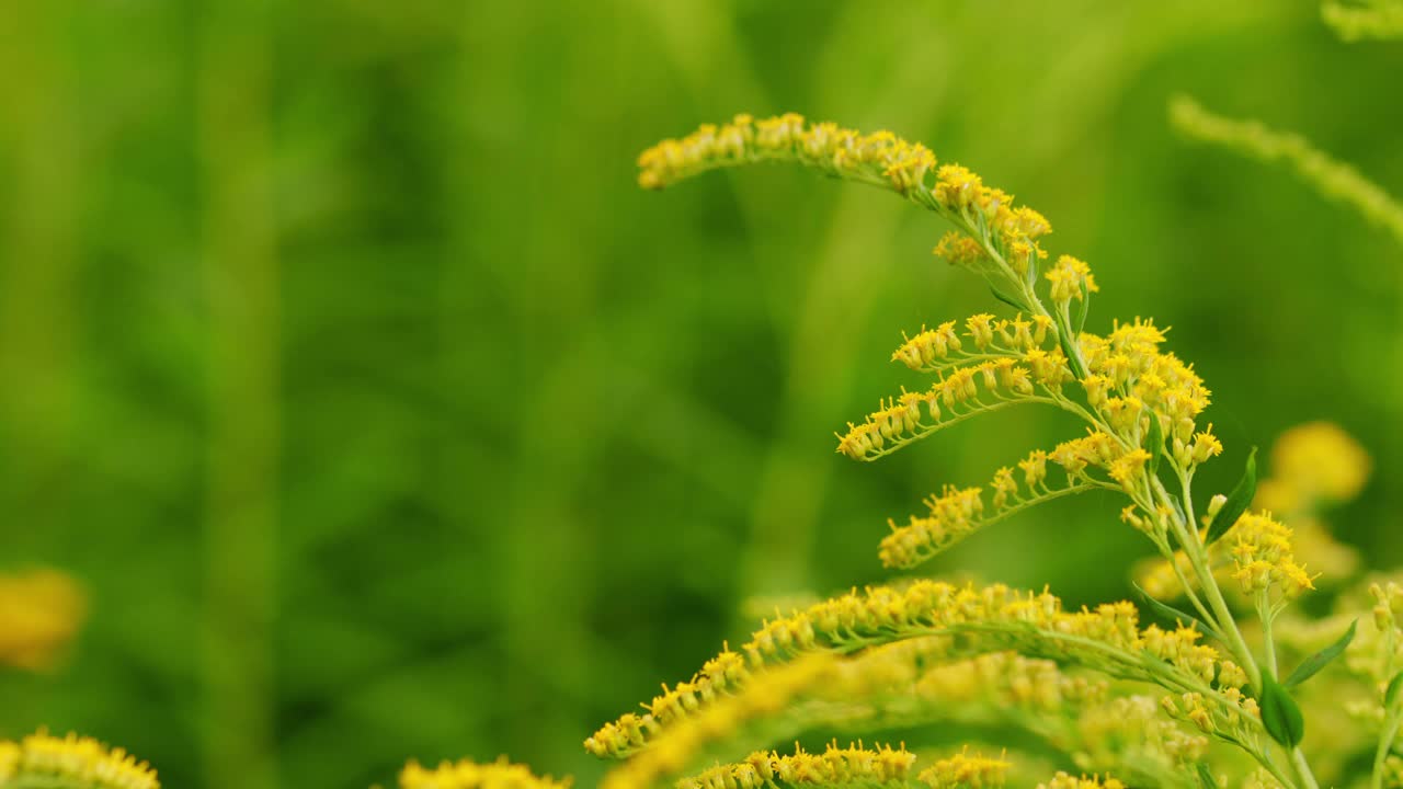 黄花的黄花。利尿、低氮、抗菌作用视频素材