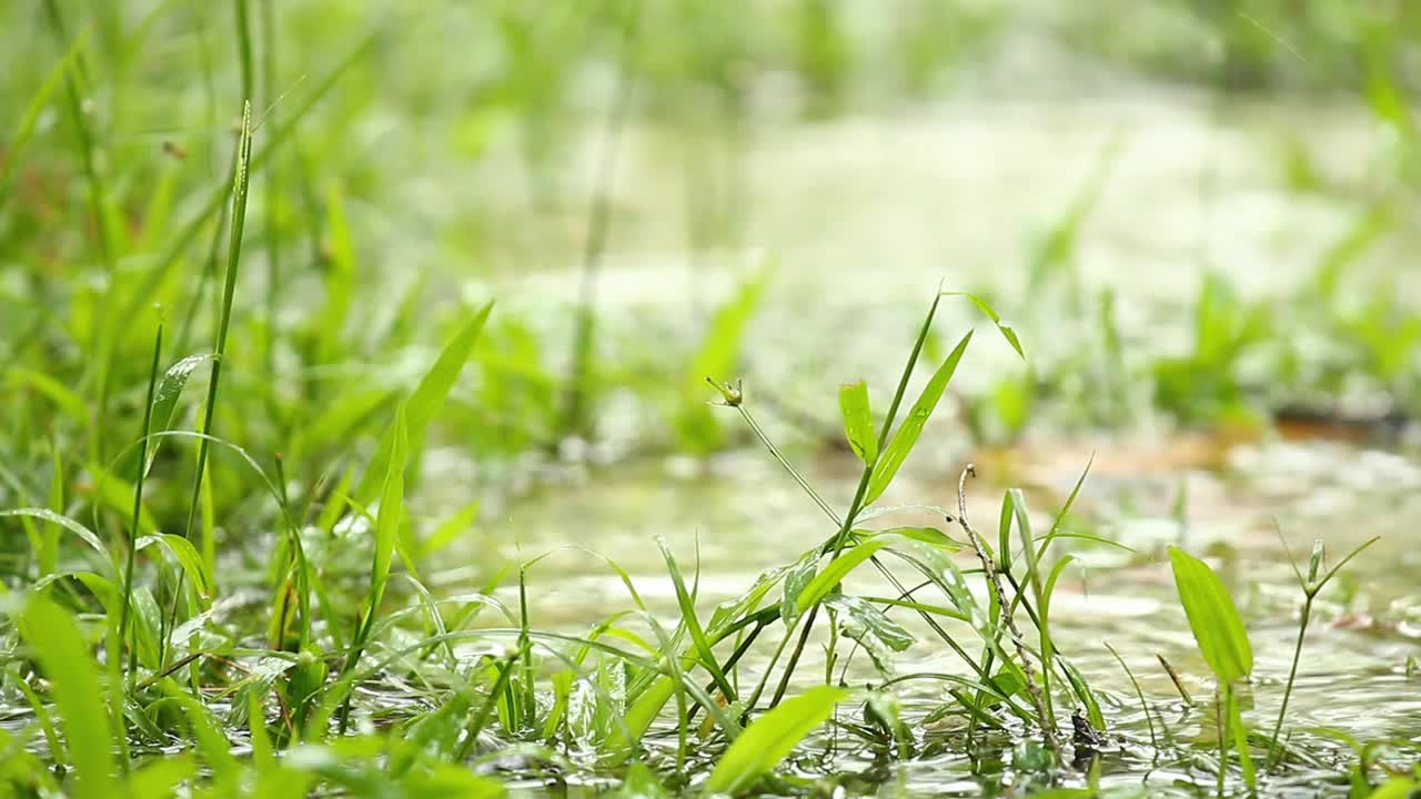 雨落在草上视频素材