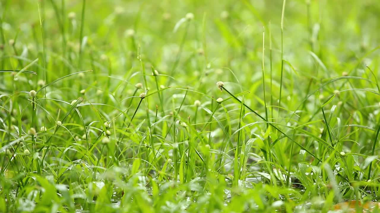 雨落在草上视频素材