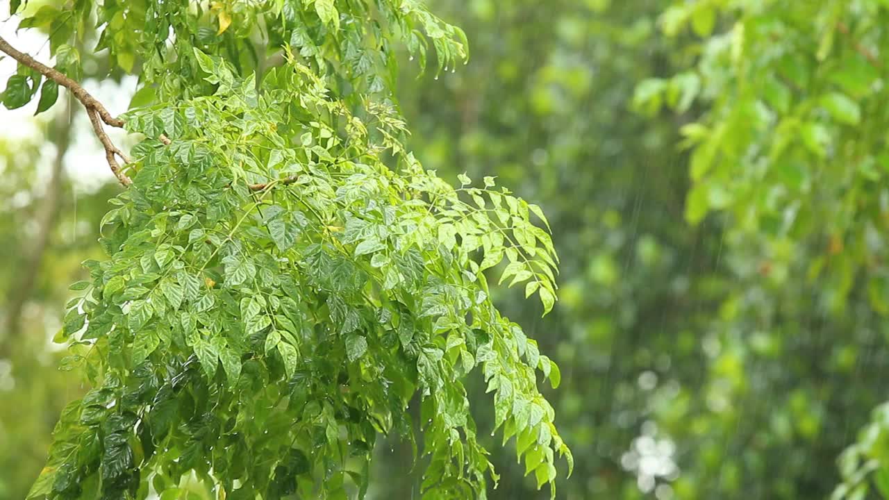 暴风雨时，雨水滴落在树上视频素材