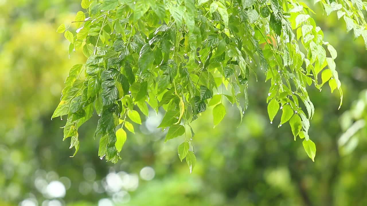 雨落在树上视频素材