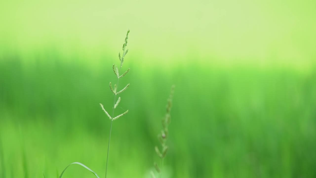 田野里的野花。视频素材