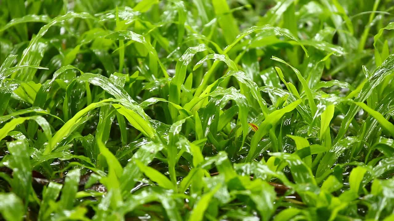 雨落在草上视频素材