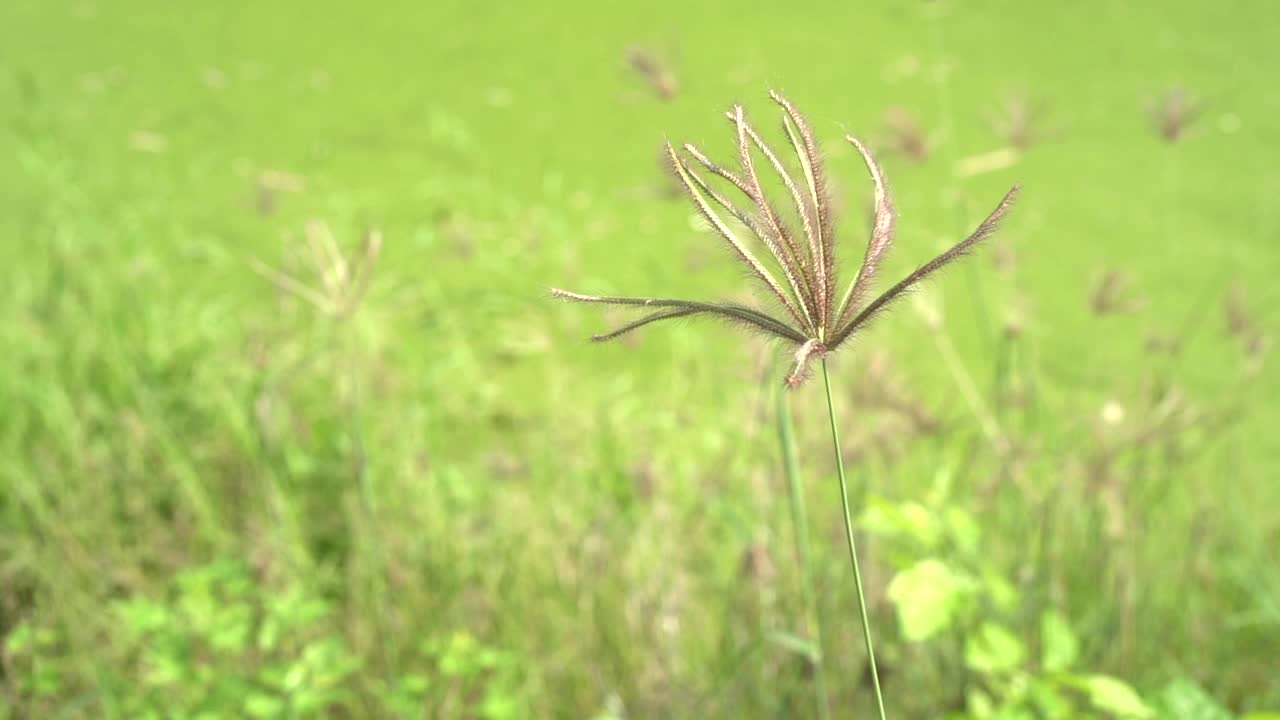 田野里的野花。视频素材