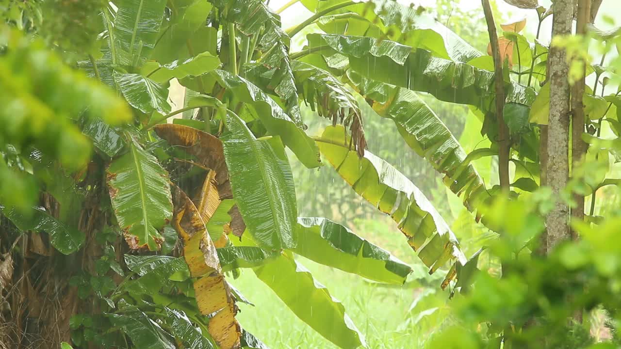 暴风雨时，雨水滴落在树上视频素材