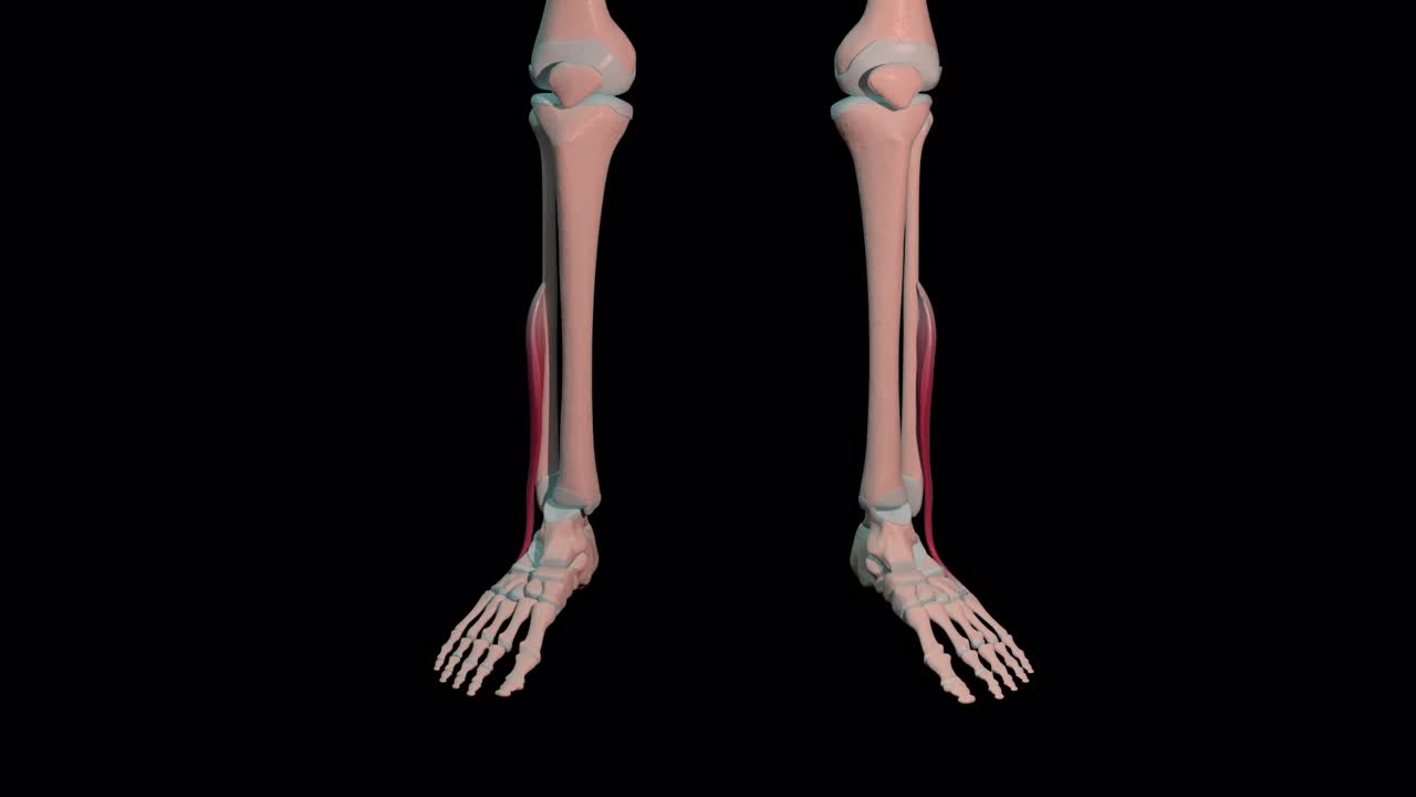 短腓骨肌全旋回视频素材