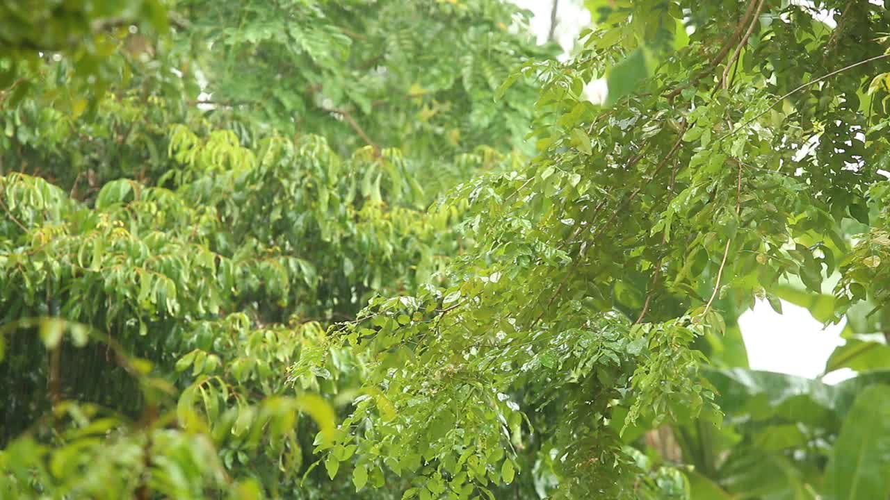 暴风雨时，雨水滴落在树上视频素材