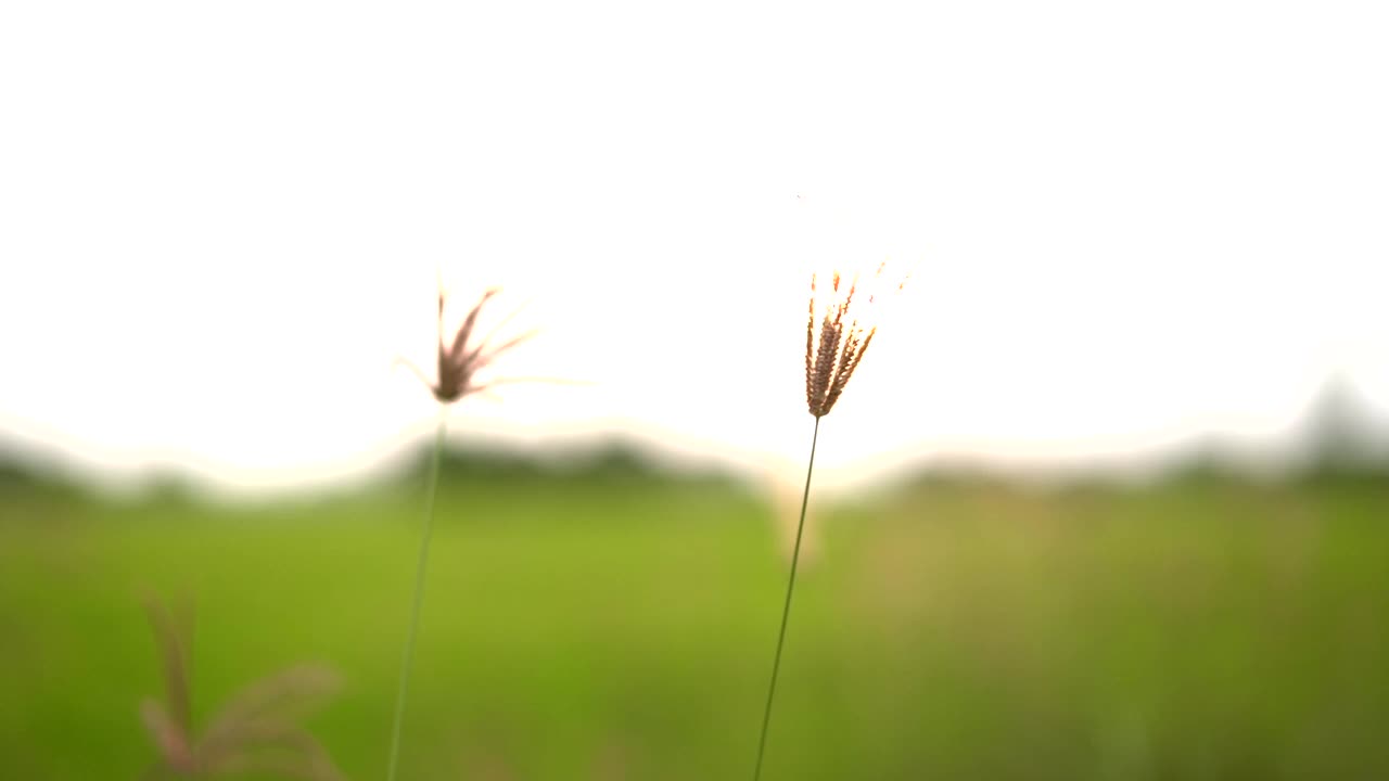 田野里的野花。视频素材