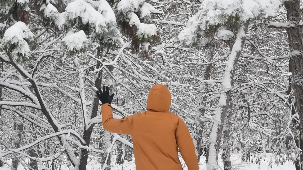 不认识的人跳着拉着松树树枝，落了雪视频素材