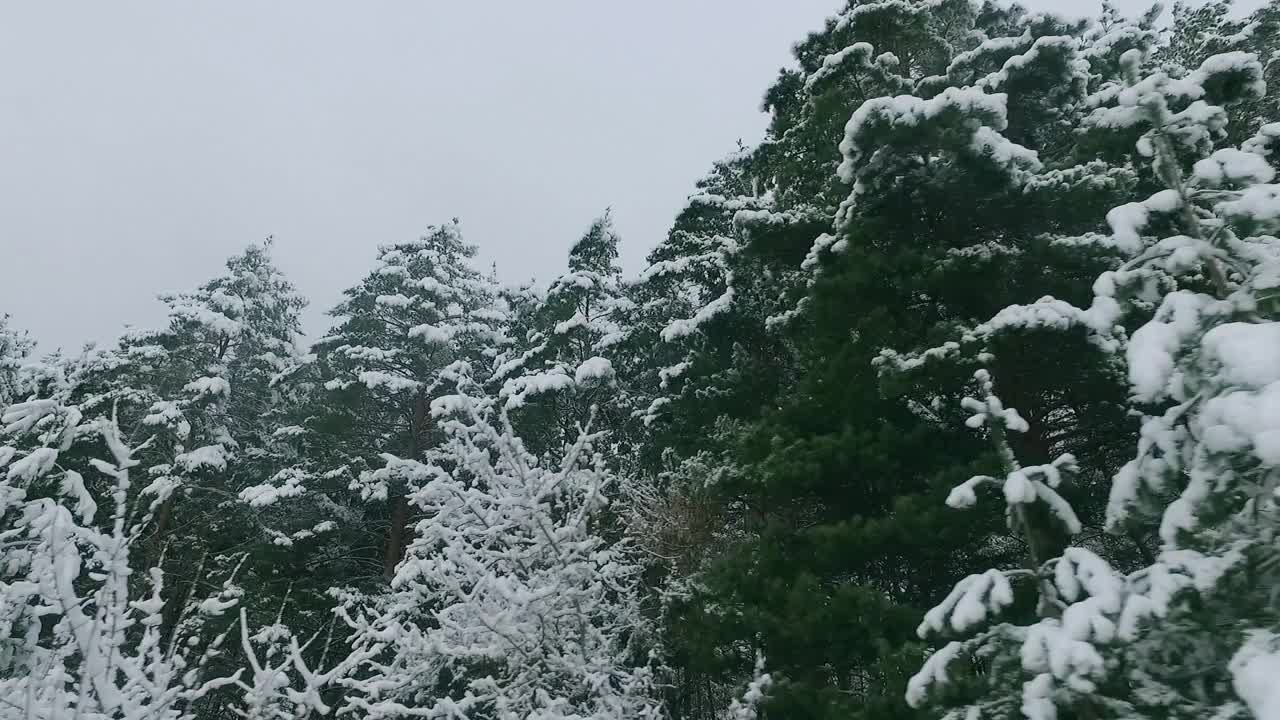 冬季森林。雪里的树。白雪皑皑的松树树枝上。开车穿过冬天的森林。森林的背景。大自然。视频素材