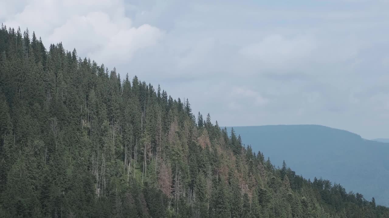 喀尔巴阡山脉丘陵上的绿色森林。冷杉生长在喀尔巴阡山脉视频素材