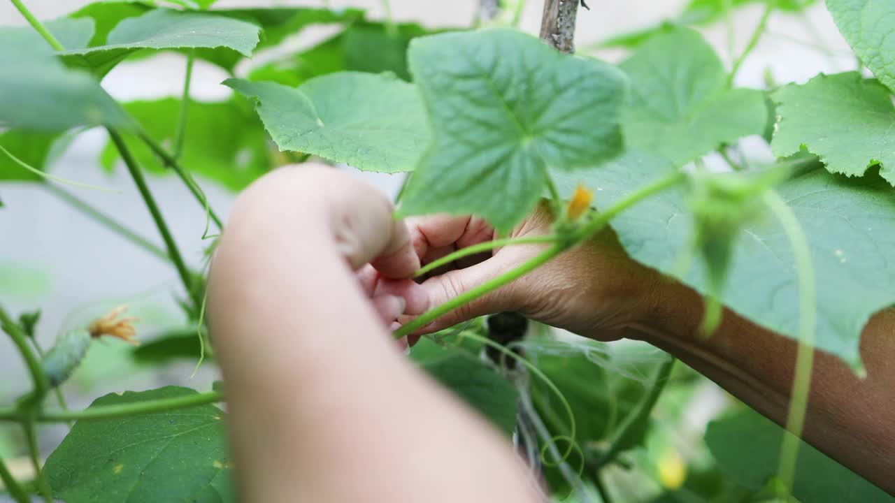 妇女动手种植植物，种植有机蔬菜。农场花园里的树枝上长着绿色的大黄瓜，上面开着黄色的花视频素材