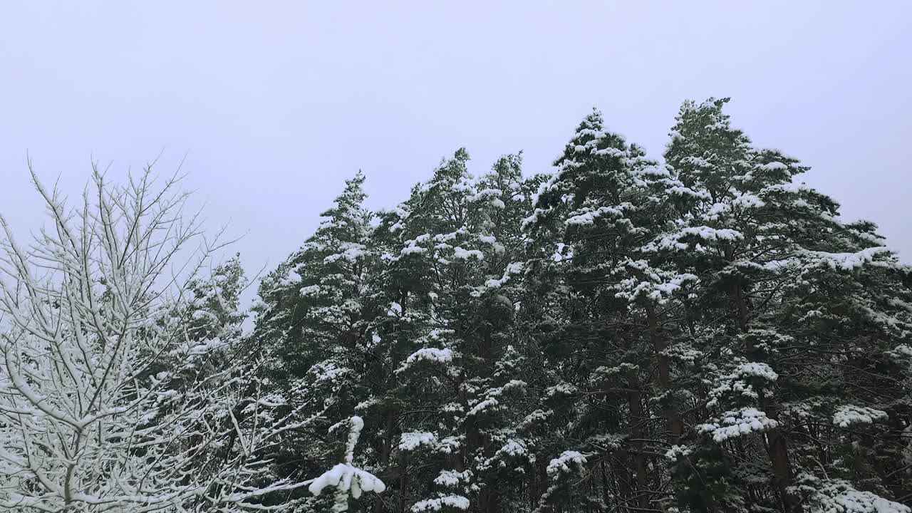 冬季森林。雪里的树。白雪皑皑的松树树枝上。开车穿过冬天的森林。森林的背景。大自然。视频素材