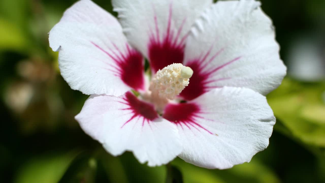 白色的锦葵花在风中生长。花园里的花。视频素材