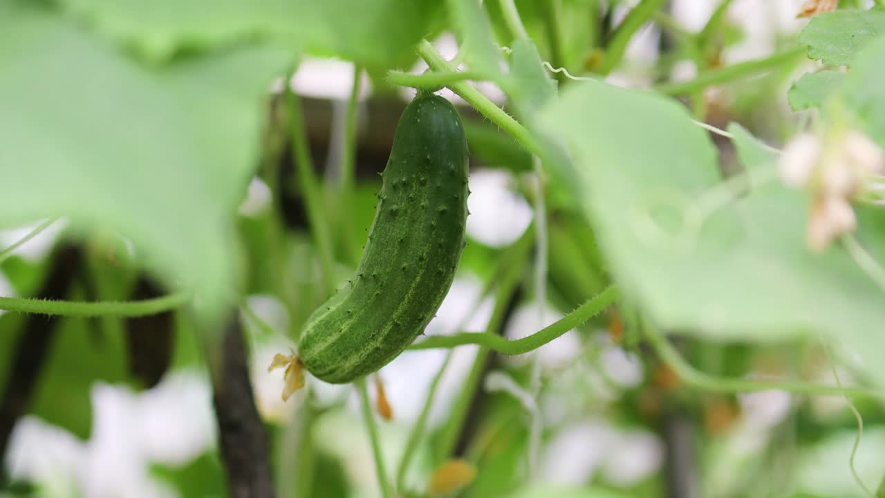 妇女动手种植植物，种植有机蔬菜。菜园里的小黄瓜视频素材