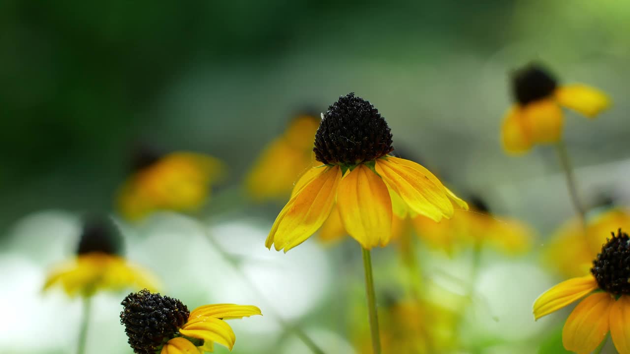 黄色雏菊黄雏菊属
花园中有一朵黑色的花。视频素材