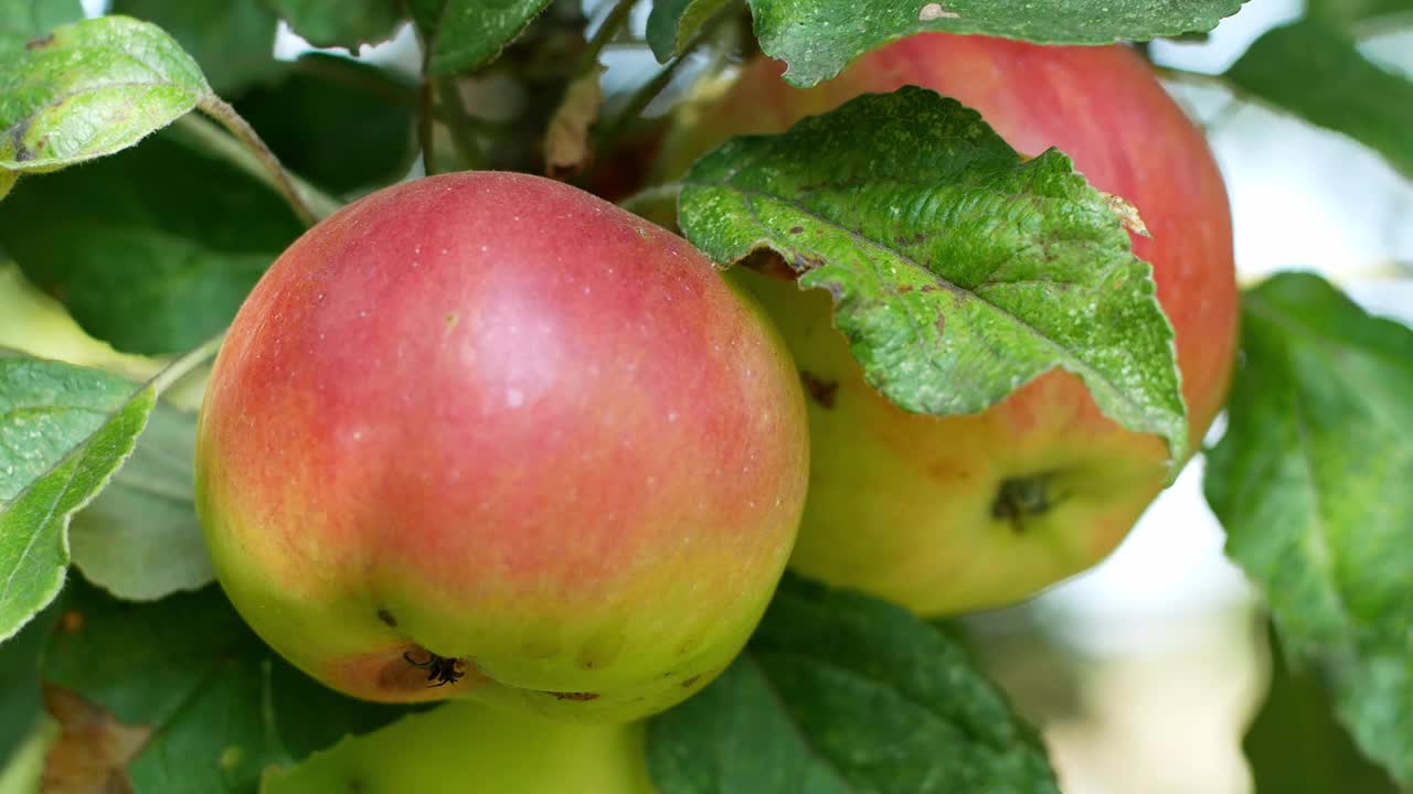 摘苹果。成熟的苹果挂在绿叶累累的树上。秋天的收获。视频素材