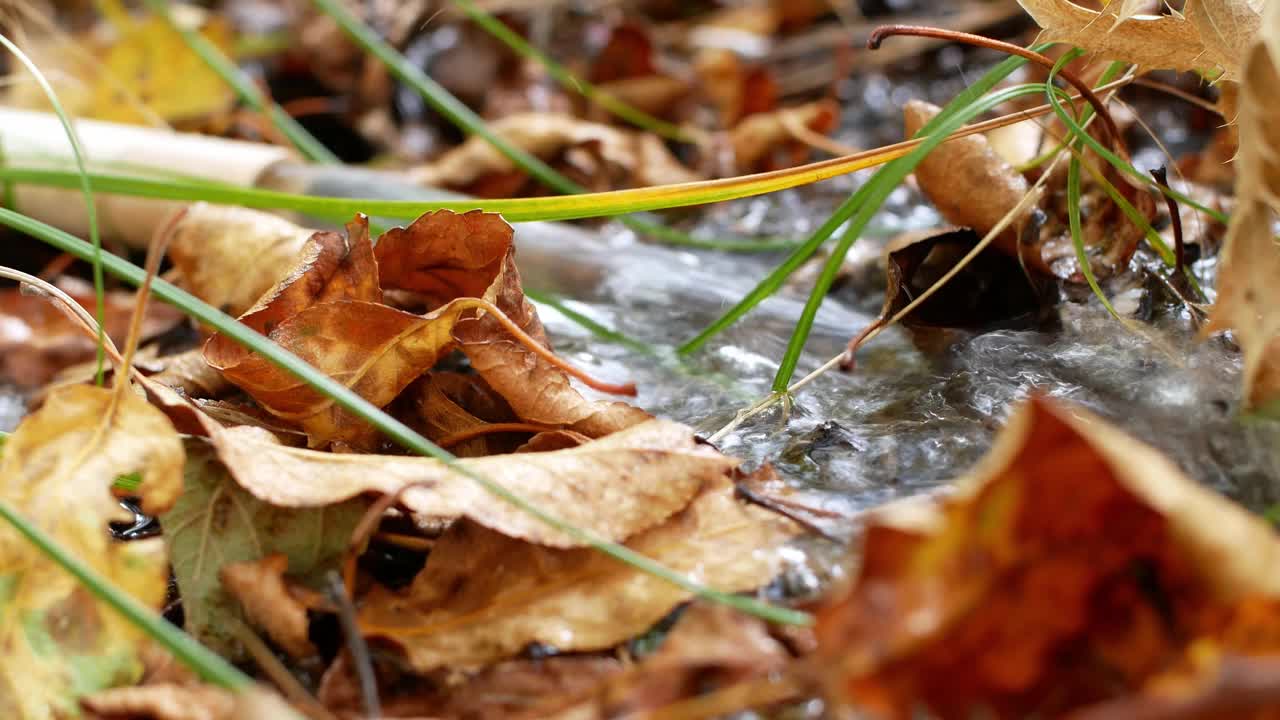 水从枯黄的秋叶上流过。浇水和园艺。视频素材