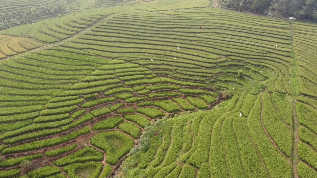 美丽稻田胶片视频素材