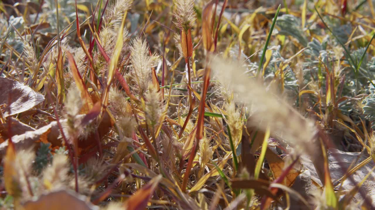 枯黄的叶子落在枯草上，合拢。秋天的结束。孤独的概念。视频素材