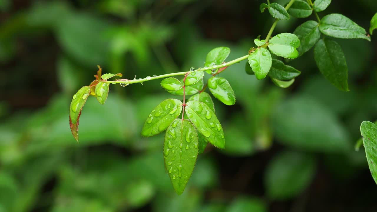 被风吹走的小植物叶子上的雨水。视频素材