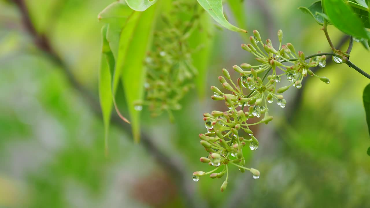 小植物叶子上被风吹动的雨水小滴。视频素材